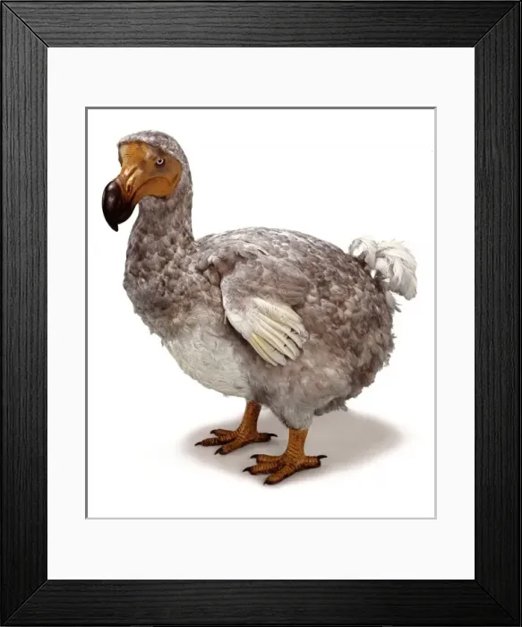 Framed Print : Raphus cucullatus, dodo Framed Print : Raphus cucullatus, dodo