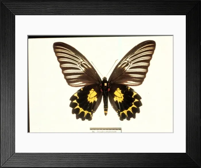 Framed Print : Troides prattorum, birdwing butterfly Framed Print : Troides prattorum, birdwing butterfly