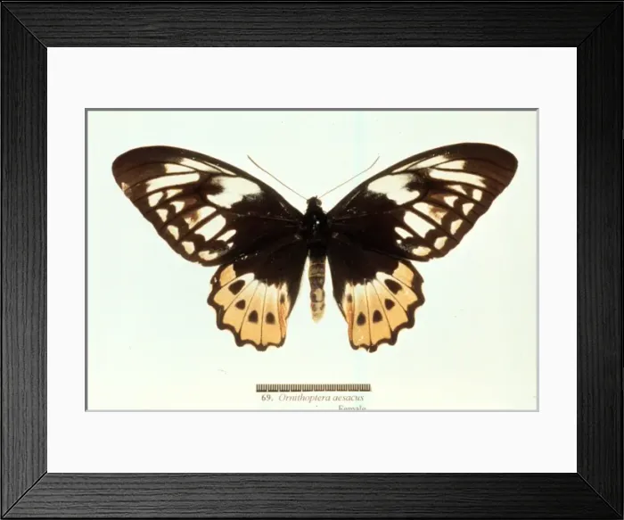 Framed Print : Ornithoptera aesacus, birdwing butterfly Framed Print : Ornithoptera aesacus, birdwing butterfly