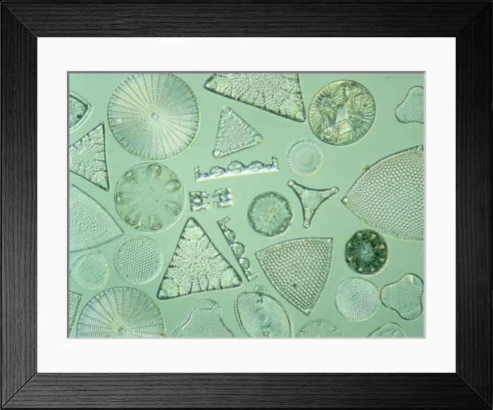 Framed Print : Diatoms. Selected slide of a group of fossil diatoms collected Framed Print : Diatoms. Selected slide of a group of fossil diatoms collected
