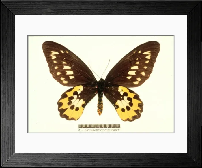 Framed Print : Ornithoptera rothschildi, Rothschilds birdwing Framed Print : Ornithoptera rothschildi, Rothschilds birdwing