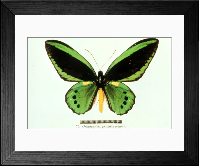 Framed Print : Ornithoptera priamus, birdwing butterfly Framed Print : Ornithoptera priamus, birdwing butterfly