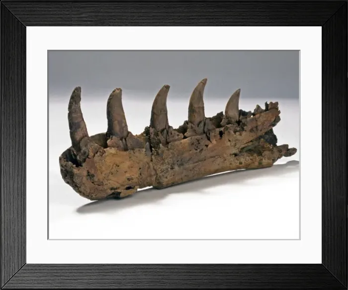 Framed Print : Megalosaurus jaw Framed Print : Megalosaurus jaw