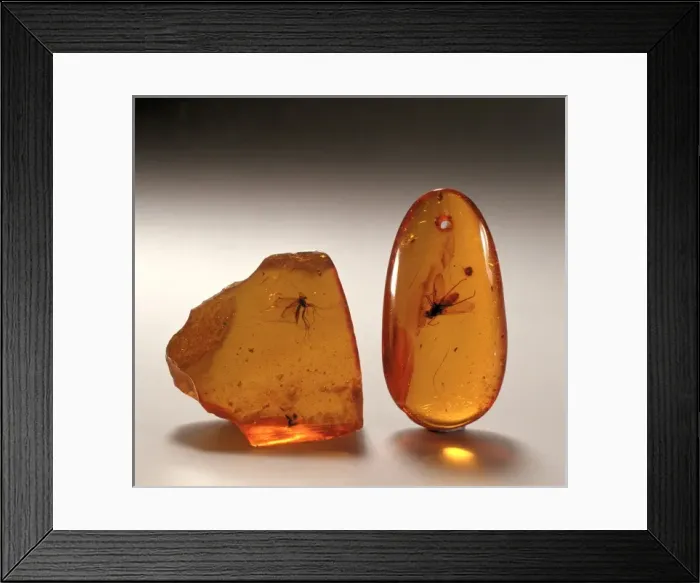 Framed Print : Insects in amber Framed Print : Insects in amber