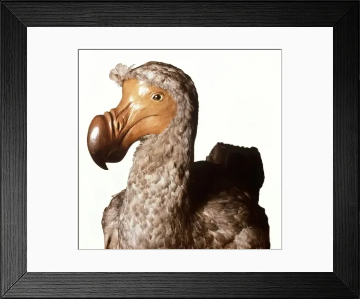 Framed Print : Raphus cucullatus, dodo Framed Print : Raphus cucullatus, dodo