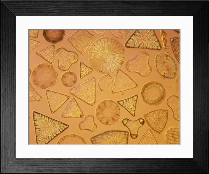 Framed Print : Diatoms. Selected slide of a group of fossil diatoms collected Framed Print : Diatoms. Selected slide of a group of fossil diatoms collected