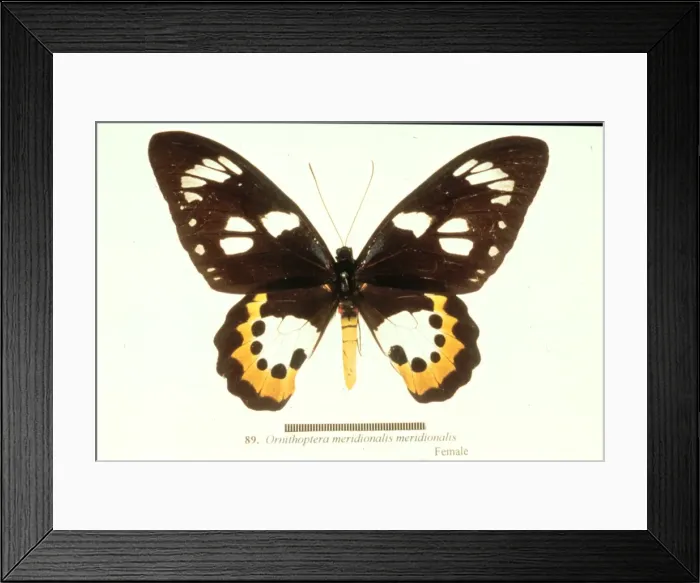 Framed Print : Ornithoptera meridionalis, birdwing butterfly Framed Print : Ornithoptera meridionalis, birdwing butterfly