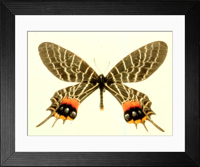 Framed Print : Bhutanitis lidderdalii, Bhutan glory Framed Print : Bhutanitis lidderdalii, Bhutan glory