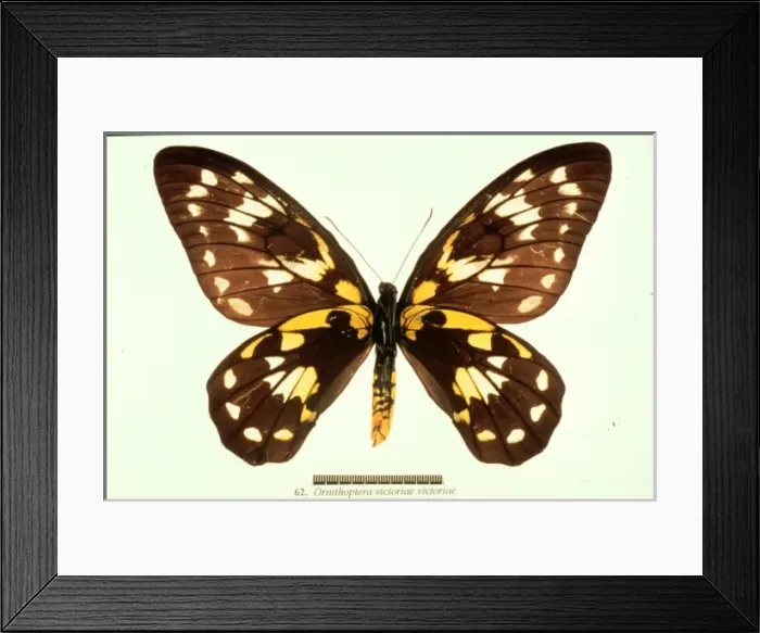 Framed Print : Ornithoptera victoriae, birdwing butterfly Framed Print : Ornithoptera victoriae, birdwing butterfly