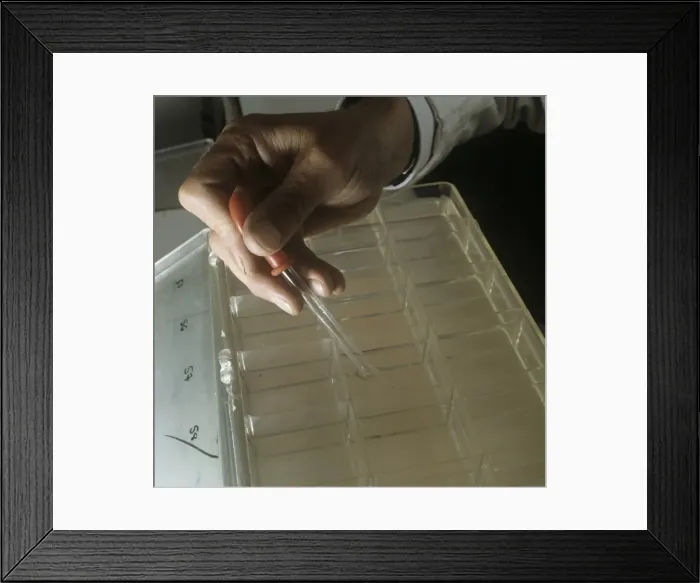 Framed Print : Species of prawn and shrimp reared at the Museum Framed Print : Species of prawn and shrimp reared at the Museum