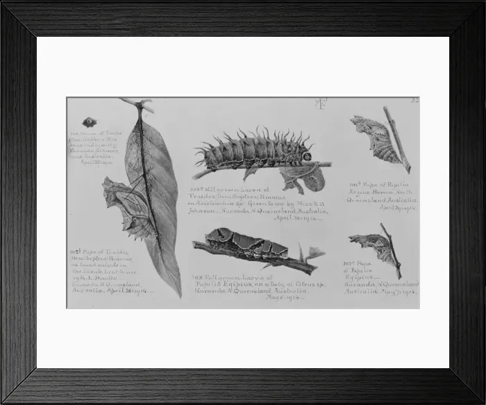 Framed Print : Lepidoptera larvae from Queensland, Australia Framed Print : Lepidoptera larvae from Queensland, Australia