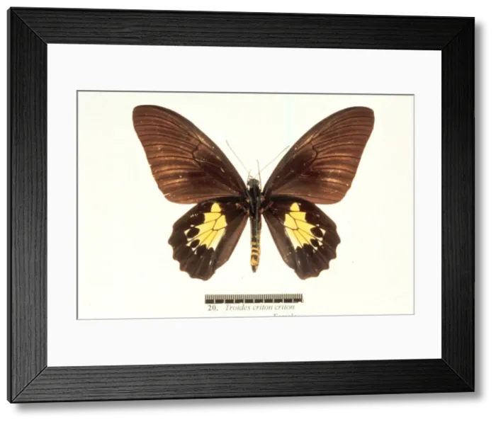Framed Print : Troides criton, birdwing butterfly Framed Print : Troides criton, birdwing butterfly