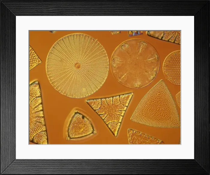 Framed Print : Diatoms. Selected slide of a group of fossil diatoms collected Framed Print : Diatoms. Selected slide of a group of fossil diatoms collected