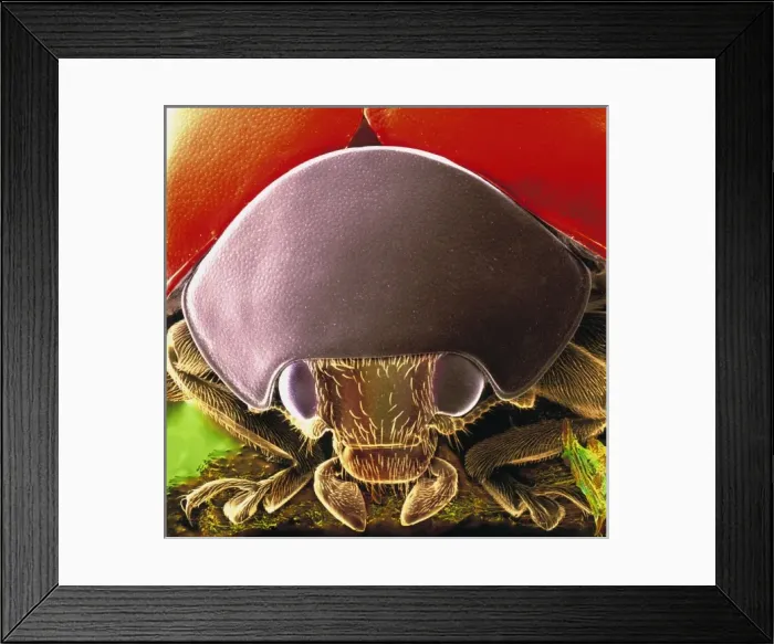 Framed Print : Coccinella 7-punctata, seven spotted ladybird Framed Print : Coccinella 7-punctata, seven spotted ladybird