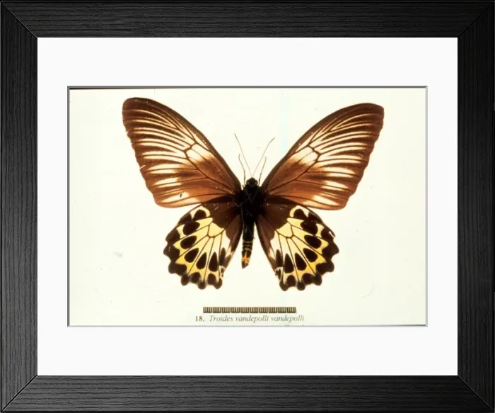 Framed Print : Troides vandepolli, birdwing butterfly Framed Print : Troides vandepolli, birdwing butterfly