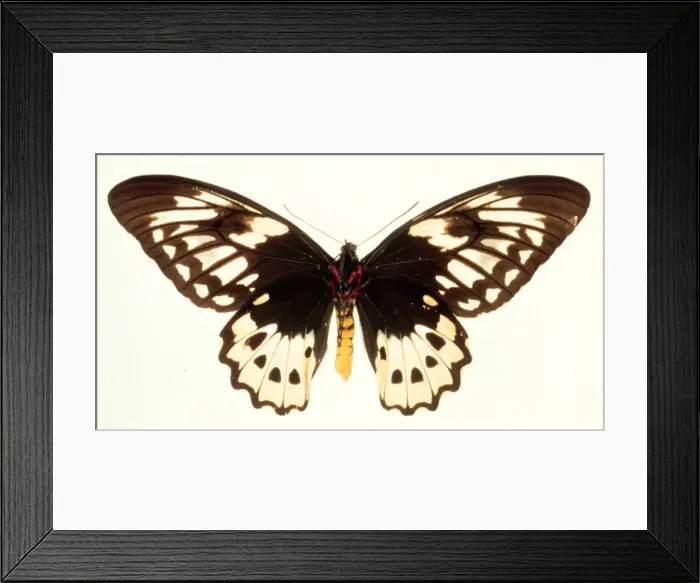 Framed Print : Ornithoptera aesacus, birdwing butterfly Framed Print : Ornithoptera aesacus, birdwing butterfly