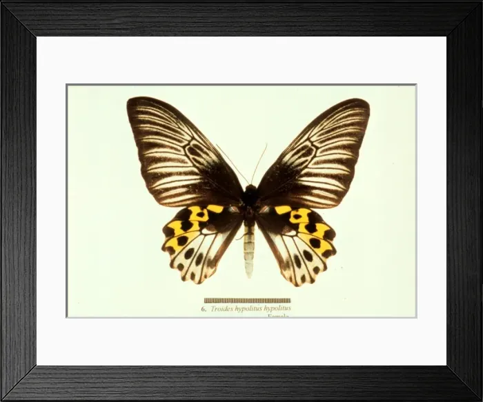 Framed Print : Troides hypolitus, birdwing butterfly Framed Print : Troides hypolitus, birdwing butterfly