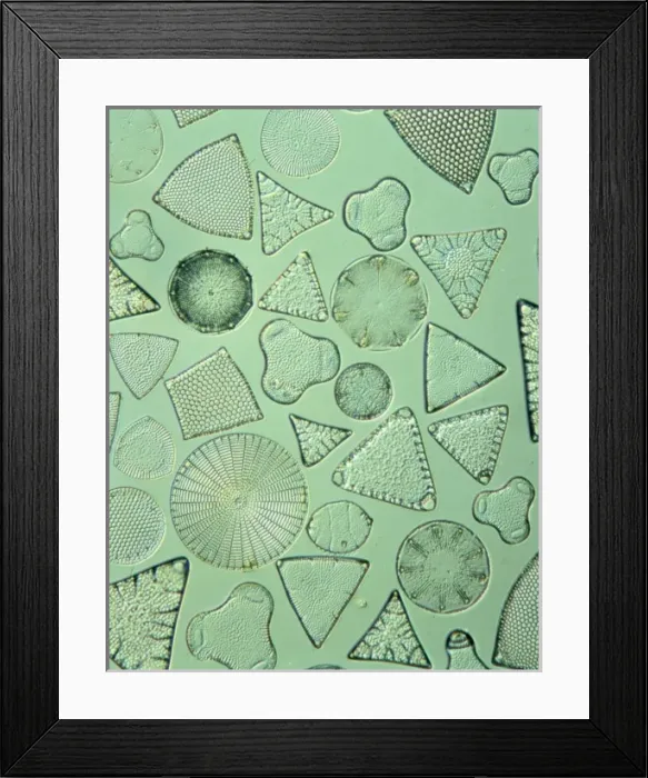 Framed Print : Diatoms. Selected slide of a group of fossil diatoms collected Framed Print : Diatoms. Selected slide of a group of fossil diatoms collected
