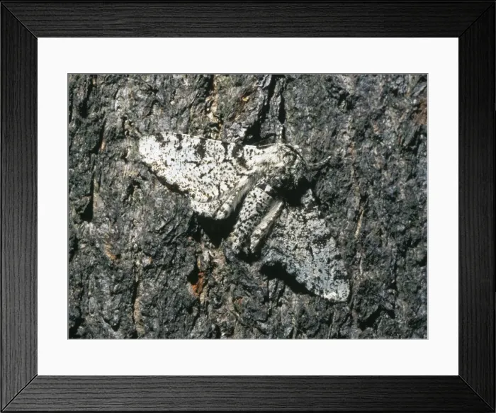 Framed Print : Biston betularia, peppered moth Framed Print : Biston betularia, peppered moth