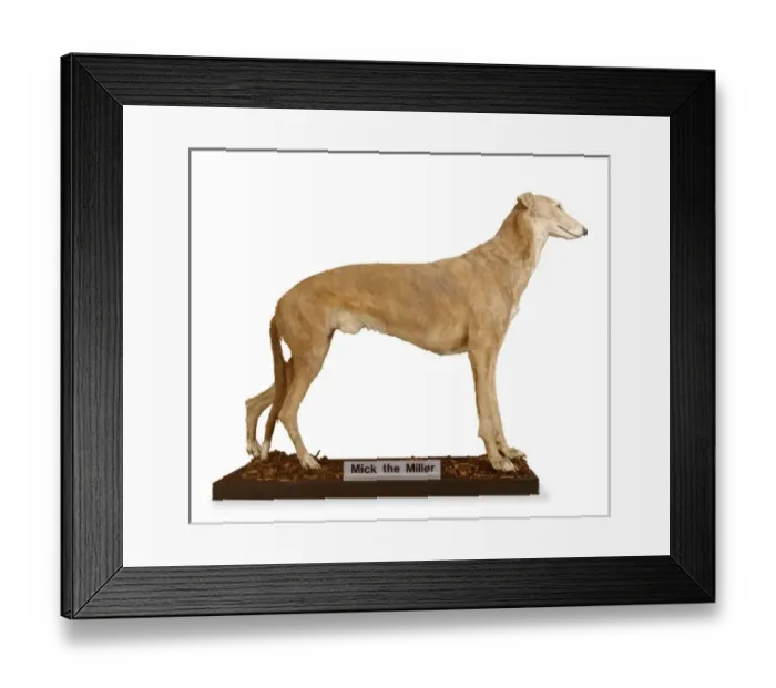 Framed Print : Canis lupus familiaris, dog Framed Print : Canis lupus familiaris, dog