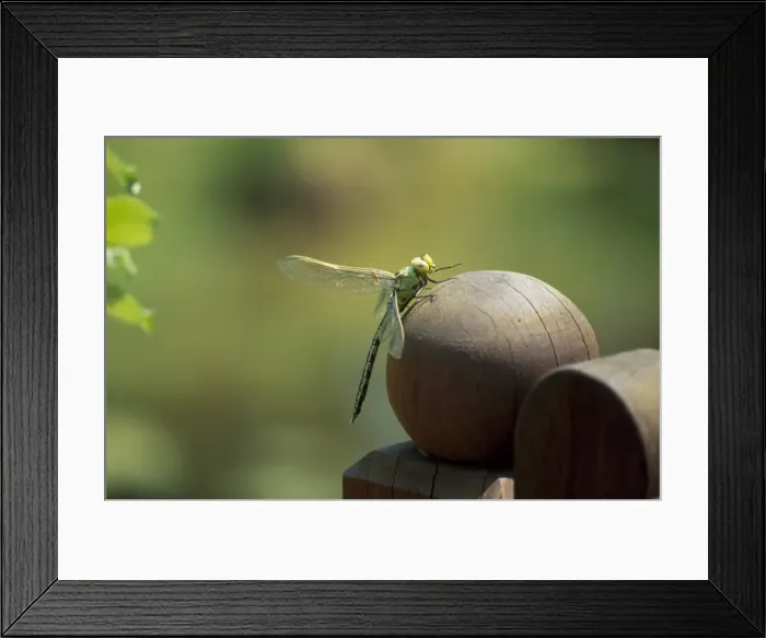 Framed Print : Hawker dragonfly Framed Print : Hawker dragonfly