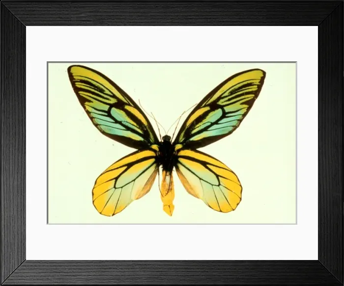 Framed Print : Ornithoptera alexandrae, Queen Alexandras birdwing Framed Print : Ornithoptera alexandrae, Queen Alexandras birdwing