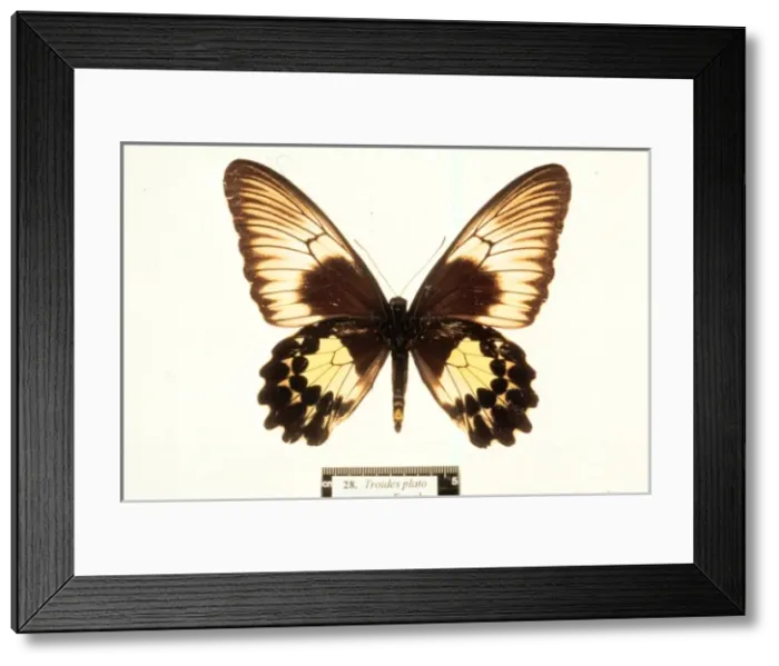 Framed Print : Troides plato, birdwing butterfly Framed Print : Troides plato, birdwing butterfly