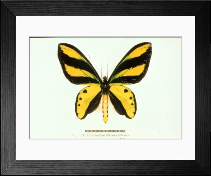 Framed Print : Ornithoptera tithonus, birdwing butterfly Framed Print : Ornithoptera tithonus, birdwing butterfly
