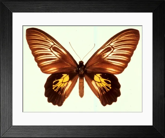 Framed Print : Troides haliphron, birdwing butterfly Framed Print : Troides haliphron, birdwing butterfly