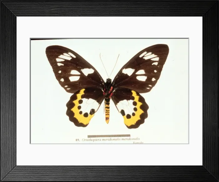 Framed Print : Ornithoptera meridionalis, birdwing butterfly Framed Print : Ornithoptera meridionalis, birdwing butterfly