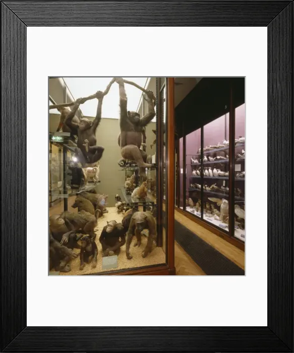 Framed Print : Stuffed primates in Gallery 1, The Natural History Museum Framed Print : Stuffed primates in Gallery 1, The Natural History Museum