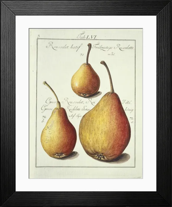 Framed Print : Rousselet hatif, pear Framed Print : Rousselet hatif, pear