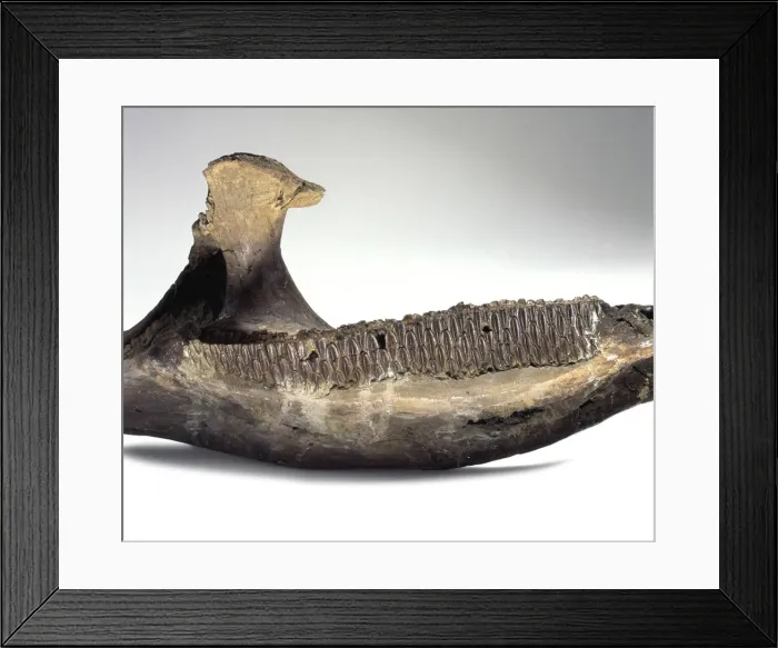 Framed Print : Edmontosaurus Framed Print : Edmontosaurus