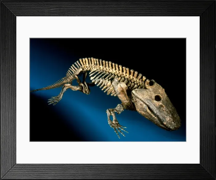 Framed Print : Eryops megacephalus Framed Print : Eryops megacephalus