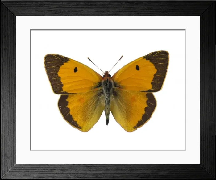 Framed Print : Colias croceus, clouded yellow Framed Print : Colias croceus, clouded yellow
