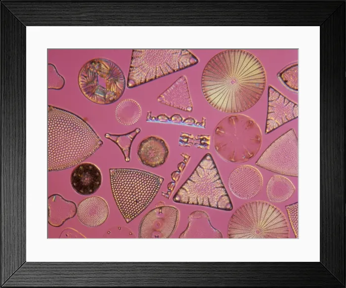 Framed Print : Diatoms. Selected slide of a group of fossil diatoms collected Framed Print : Diatoms. Selected slide of a group of fossil diatoms collected