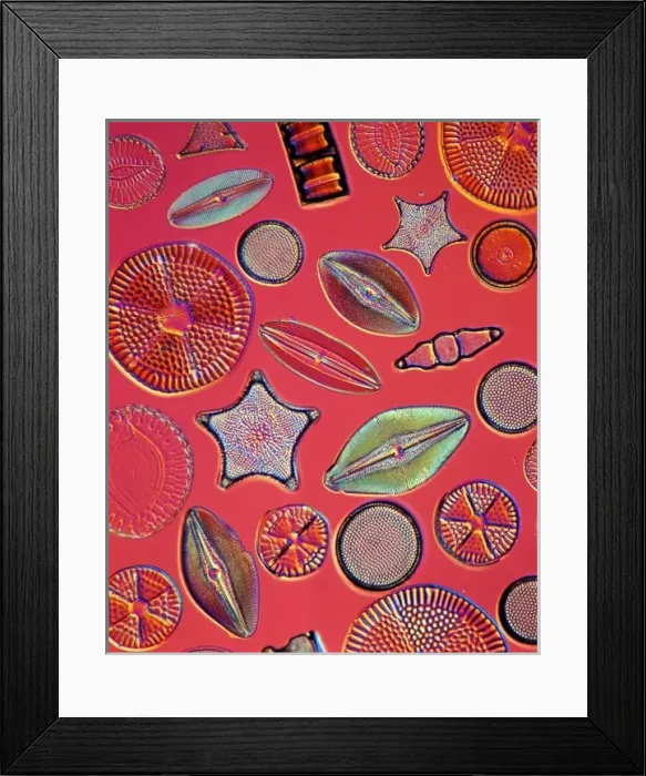 Framed Print : Diatoms. Selected slide of a group of fossil diatoms collected Framed Print : Diatoms. Selected slide of a group of fossil diatoms collected