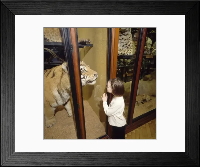 Framed Print : Child looking at a tiger exhibit Framed Print : Child looking at a tiger exhibit