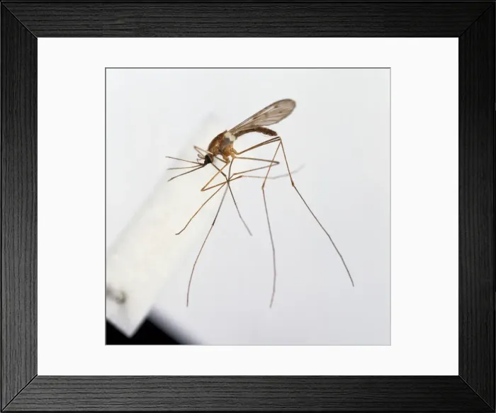 Framed Print : Anopheles labranchiae, mosquito Framed Print : Anopheles labranchiae, mosquito