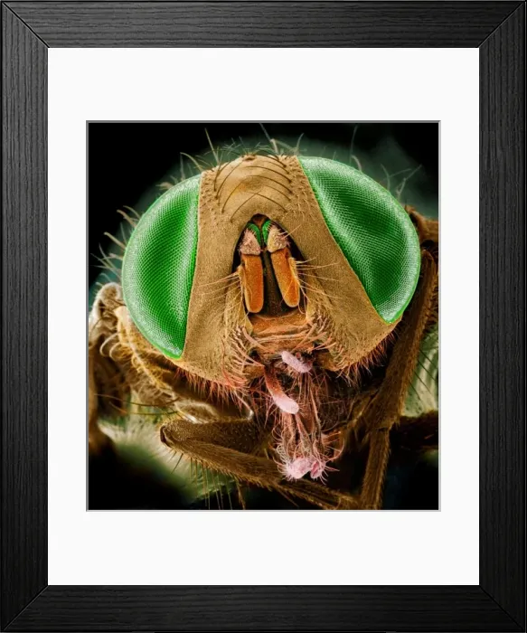 Framed Print : Musca domestica, house fly Framed Print : Musca domestica, house fly