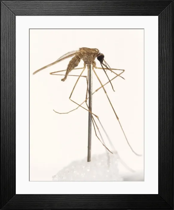 Framed Print : Anopheles labranchiae, mosquito Framed Print : Anopheles labranchiae, mosquito