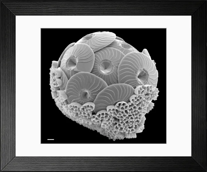 Framed Print : Calcidiscus leptoporus and Syracolithus quadriperforatus, co Framed Print : Calcidiscus leptoporus and Syracolithus quadriperforatus, co