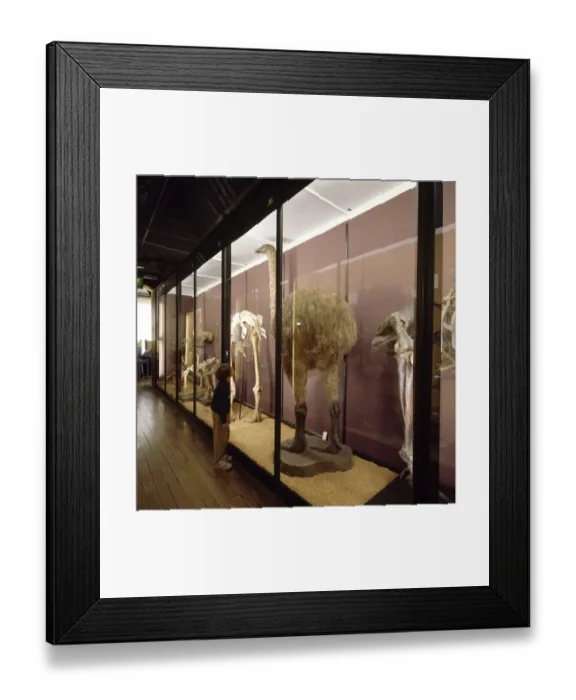 Framed Print : Gallery 6. Specimens on display at the Natural History Museum at Tring Framed Print : Gallery 6. Specimens on display at the Natural History Museum at Tring