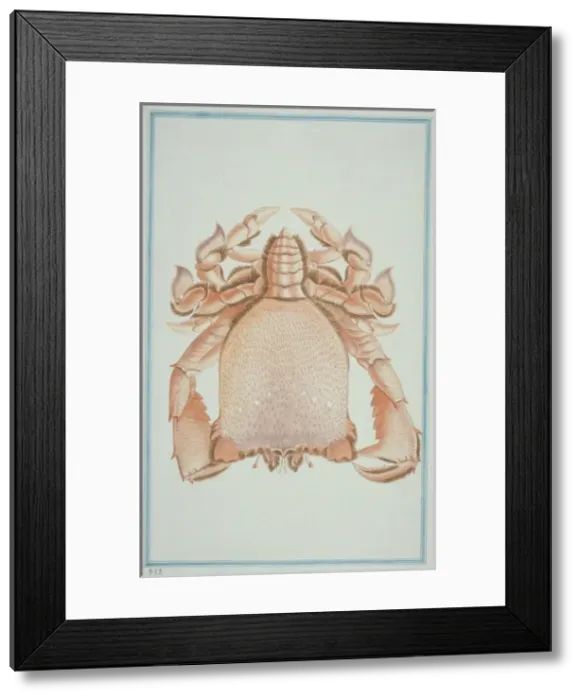 Framed Print : Ranina ranina, spanner crab Framed Print : Ranina ranina, spanner crab