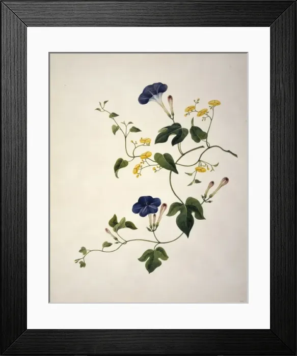 Framed Print : Merremia cf. umbellata, morning glory Framed Print : Merremia cf. umbellata, morning glory