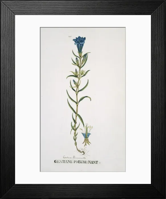 Framed Print : Gentiana pneumonanthe, marsh gentian Framed Print : Gentiana pneumonanthe, marsh gentian