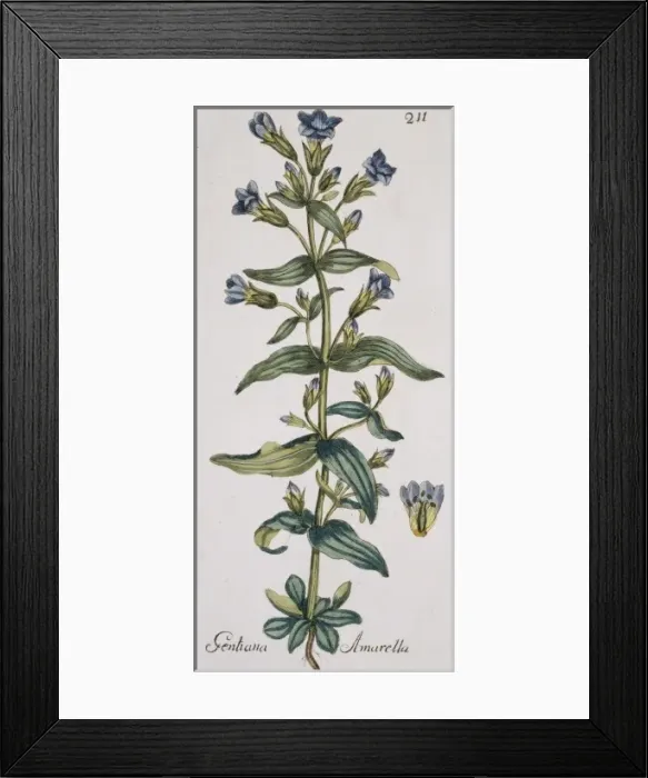 Framed Print : Gentianella amarella, felwort Framed Print : Gentianella amarella, felwort