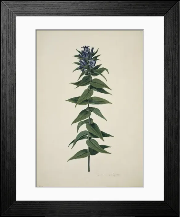 Framed Print : Gentiana ascepiadea, willow gentian Framed Print : Gentiana ascepiadea, willow gentian