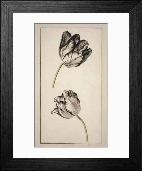 Framed Print : Tulipa cultivar, tulip