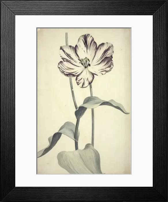 Framed Print : Tulipa cultivar, tulip Framed Print : Tulipa cultivar, tulip